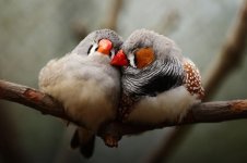 Ученые расшифровали песни птиц-зебровок.jpeg