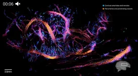 Создана первая 3D-карта сосудов мозга, снятая ультразвуком через целый череп.webp