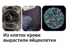 Человеческие яйцеклетки вырастили из клеток крови.jpeg