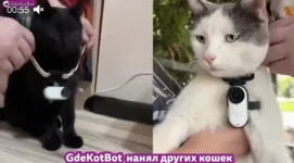 ИИ помогает искать потерявшихся котов.webp
